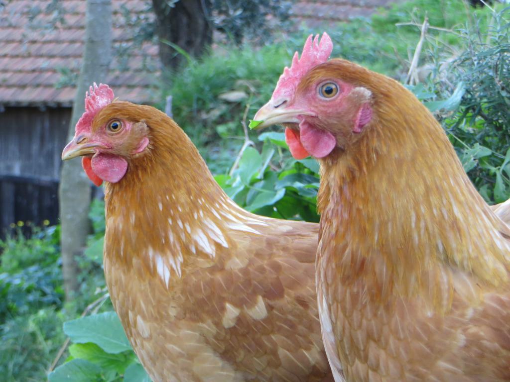Farm stay Agriturismo Terre Rosse