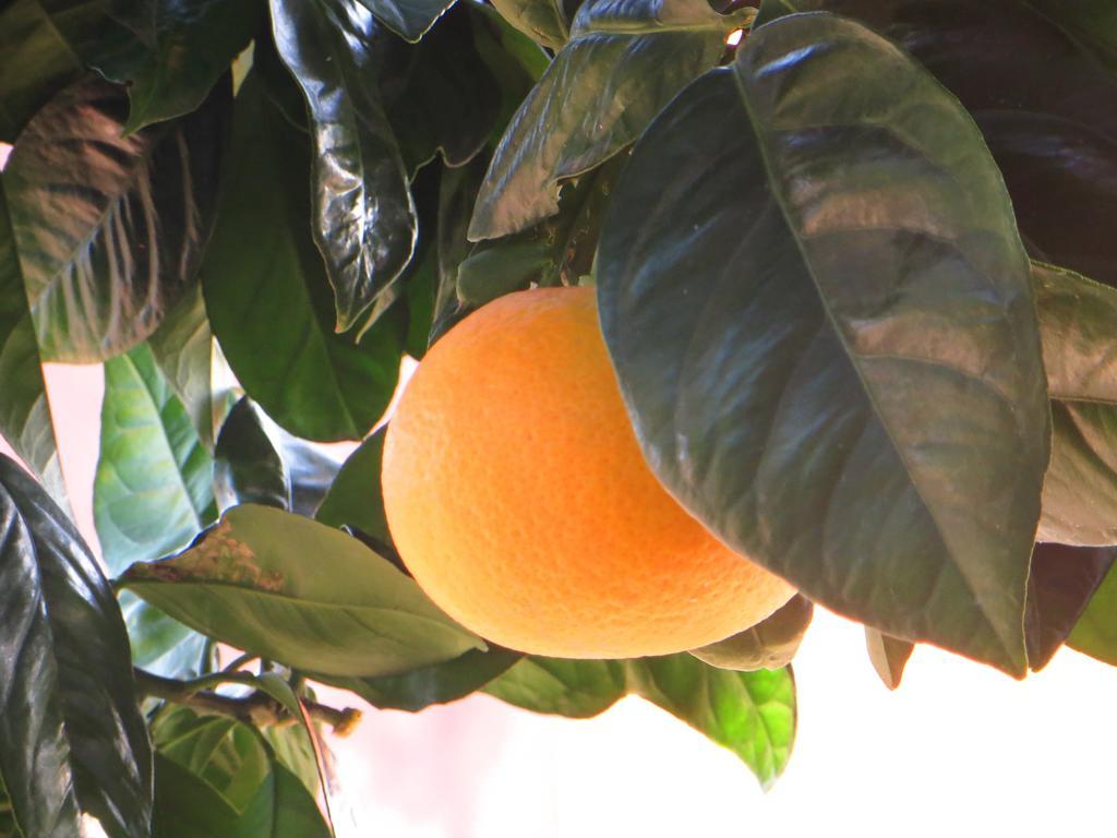 Agriturismo Terre Rosse Farm stay